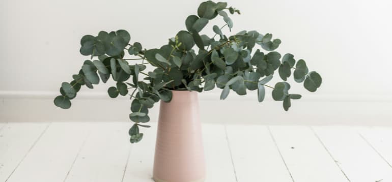 17 plantes anti-mauvaises ondes pour son intérieur