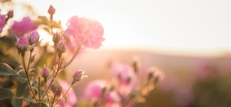 Rose, vertus spirituelles, symbolisme et usages énergétiques