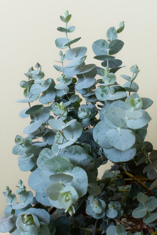 Eucalyptus