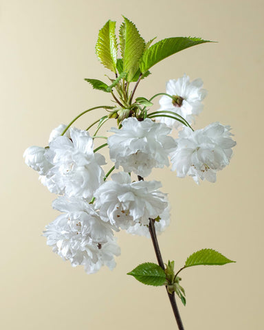 Fleur de cerisier