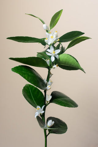 Fleur d'oranger