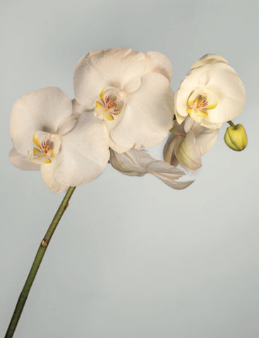 Orchidée