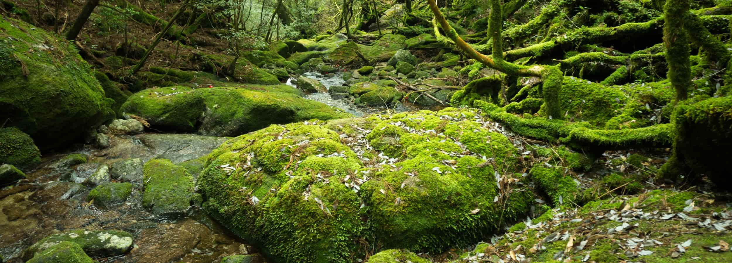 Parfum Eco Responsable - Soin parfumé HOZHO aux énergies actives pour la maison et le corps